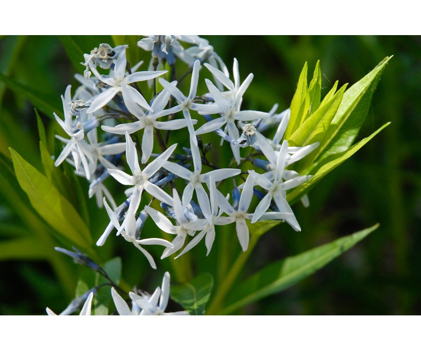 Eastern Blue Star